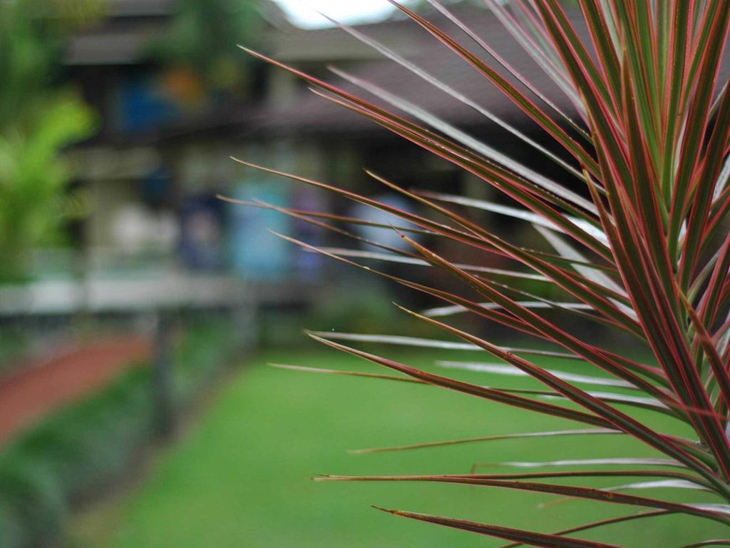 Arenal Backpackers Resort La Fortuna ภายนอก รูปภาพ A view of the football field at the university