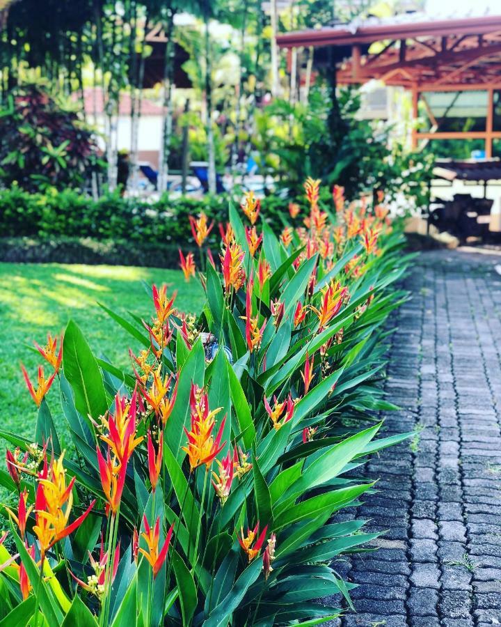 Arenal Backpackers Resort La Fortuna ภายนอก รูปภาพ Heliconia in a garden